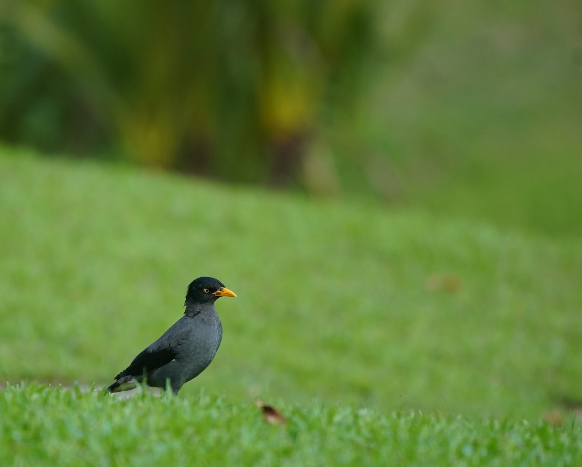 Javan Myna - ML638572609