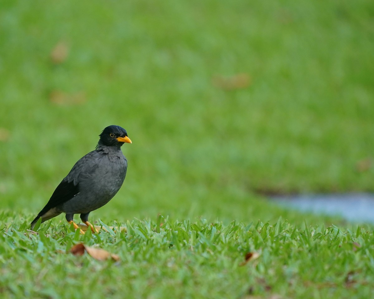 Javan Myna - ML638572610