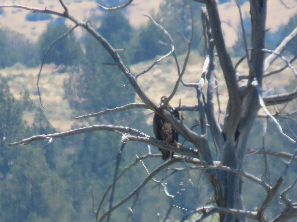 Bald Eagle - ML638572611