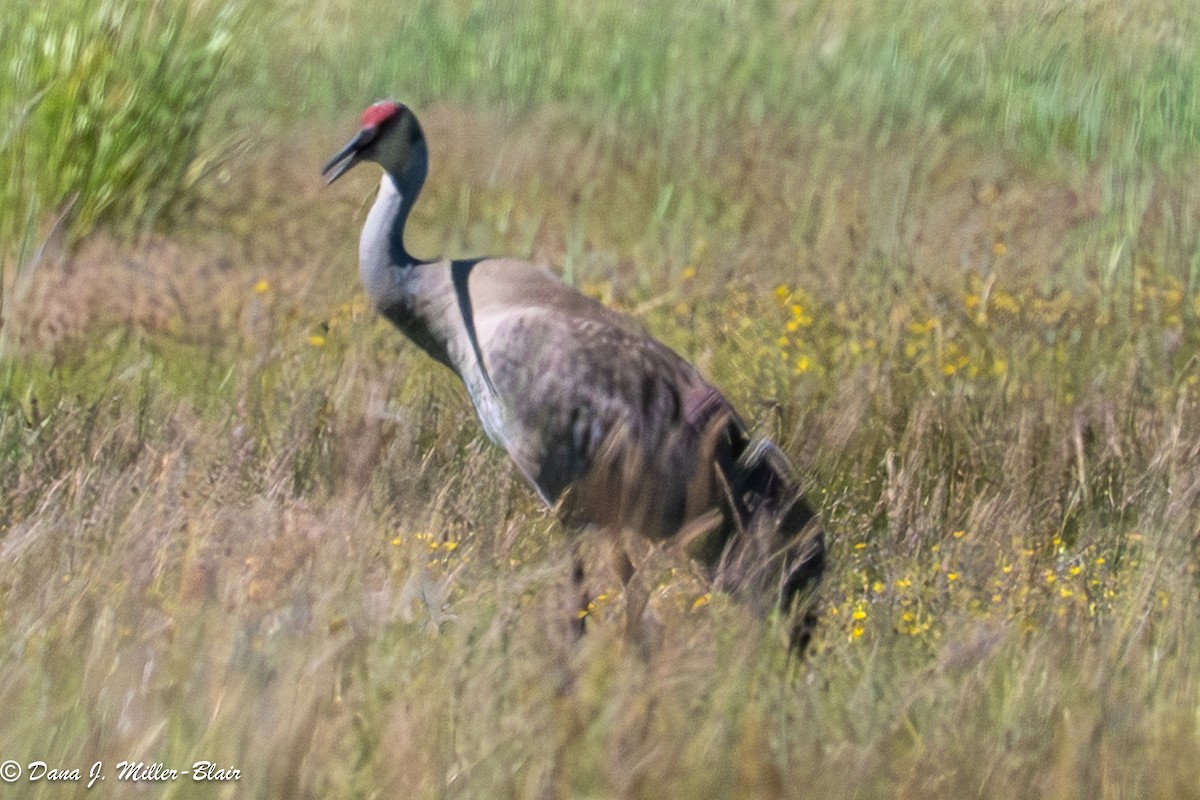 Sandhill Crane (Greater) - ML638572612