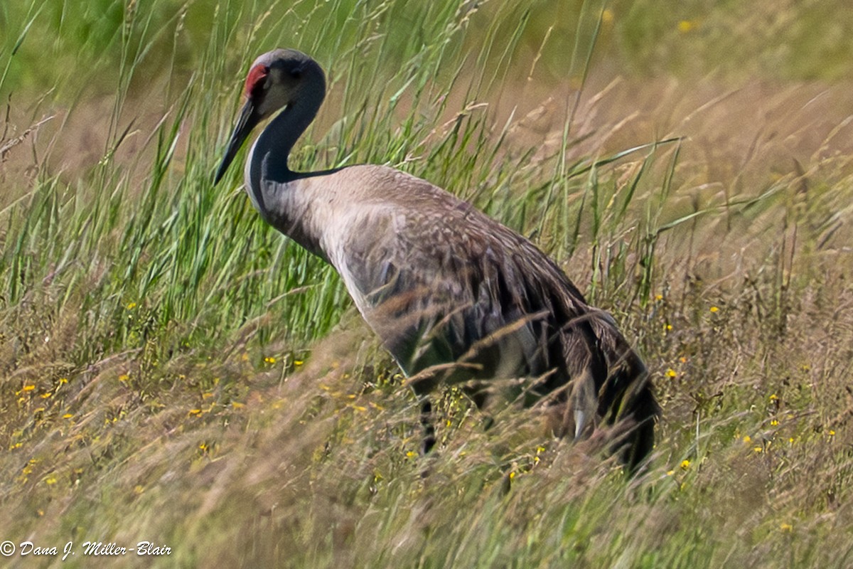 Sandhill Crane (Greater) - ML638572613