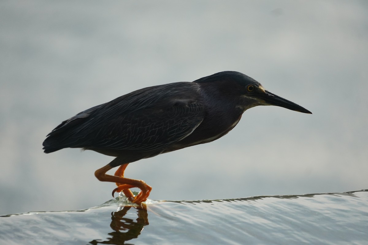 Green Heron - ML638572614