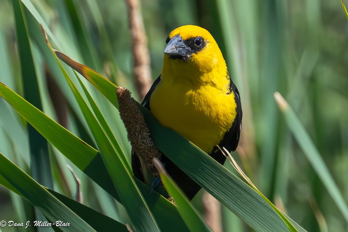 Yellow-headed Blackbird - ML638572616