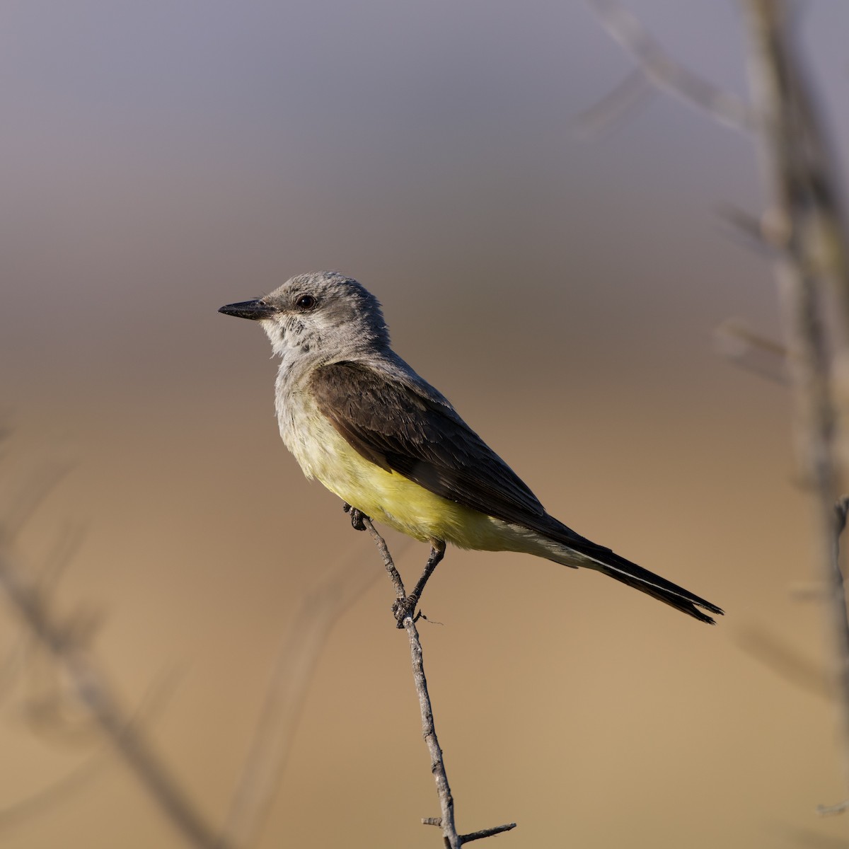 Western Kingbird - ML638572617