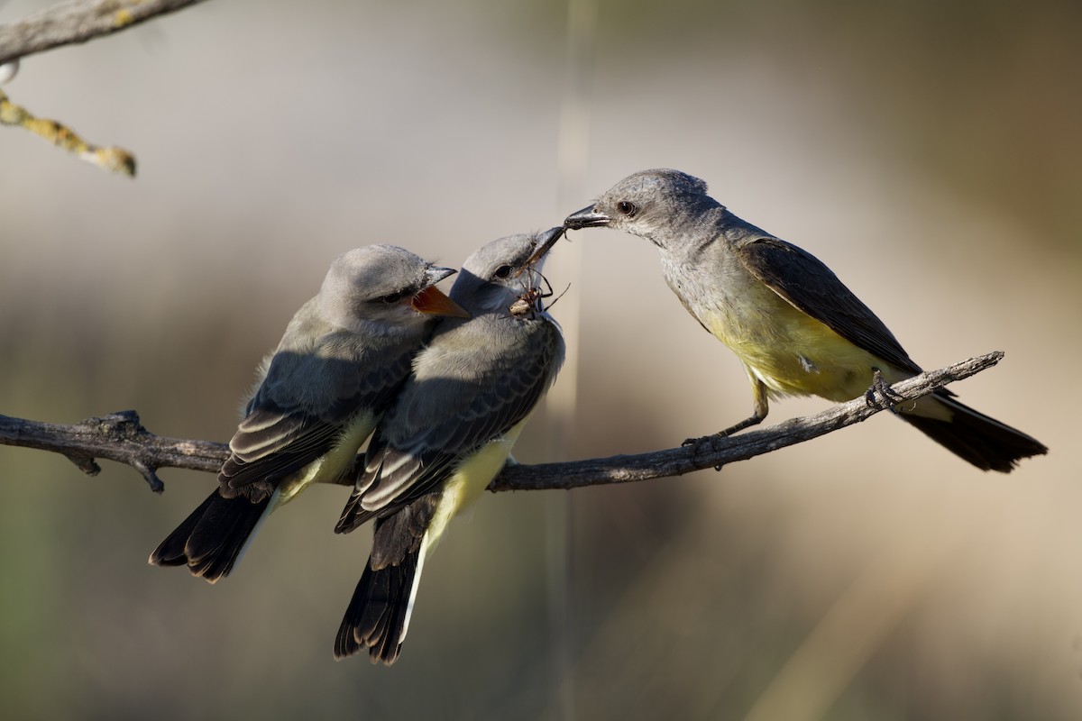 Western Kingbird - ML638572618