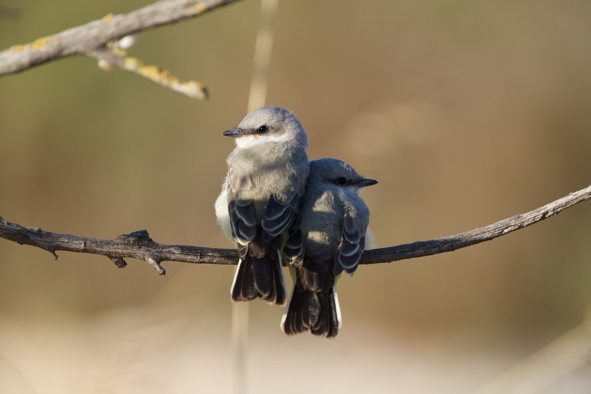 Western Kingbird - ML638572619
