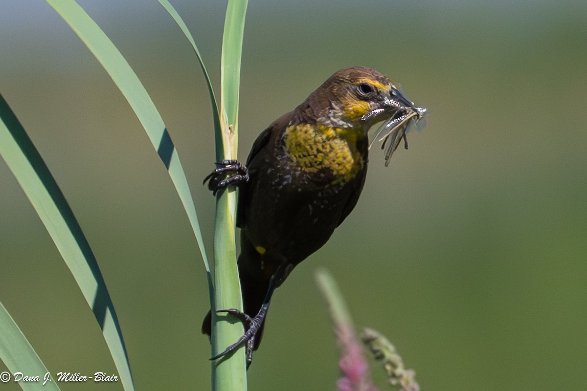 Yellow-headed Blackbird - ML638572620