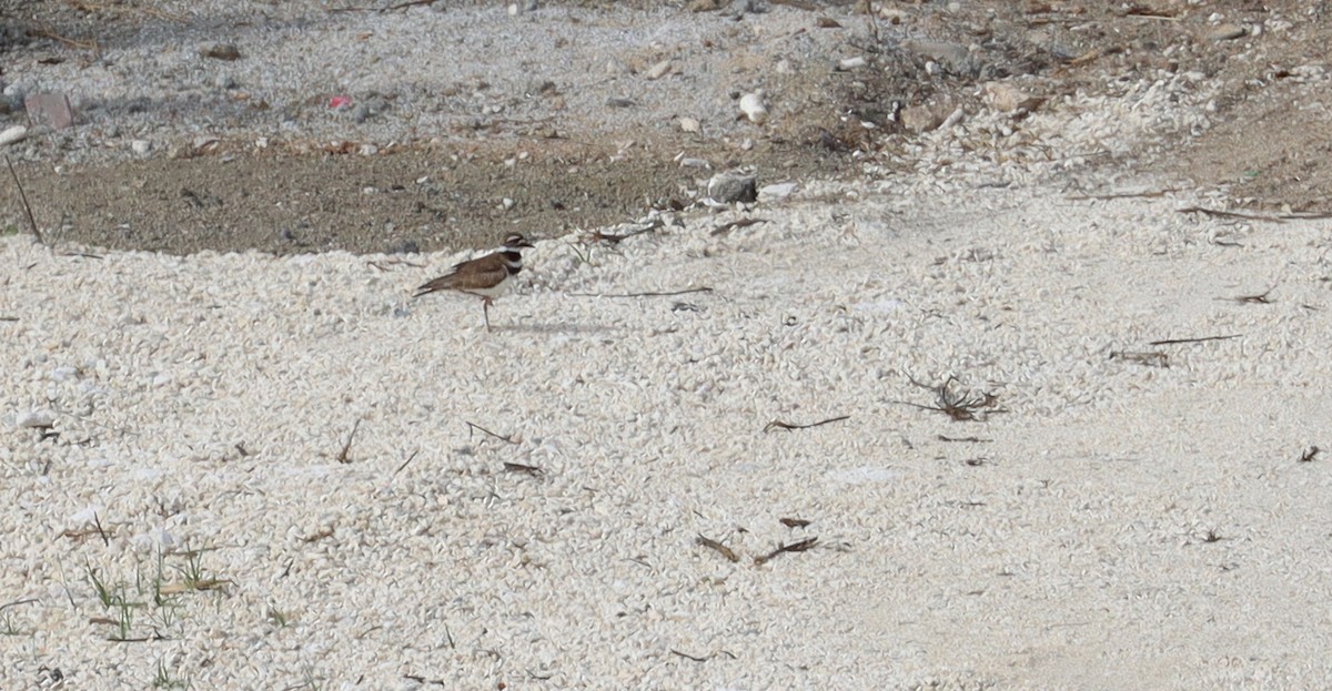 Killdeer - ML638572621