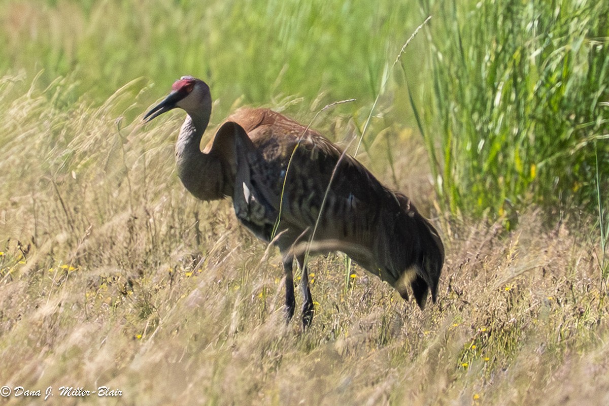 Sandhill Crane (Greater) - ML638572645