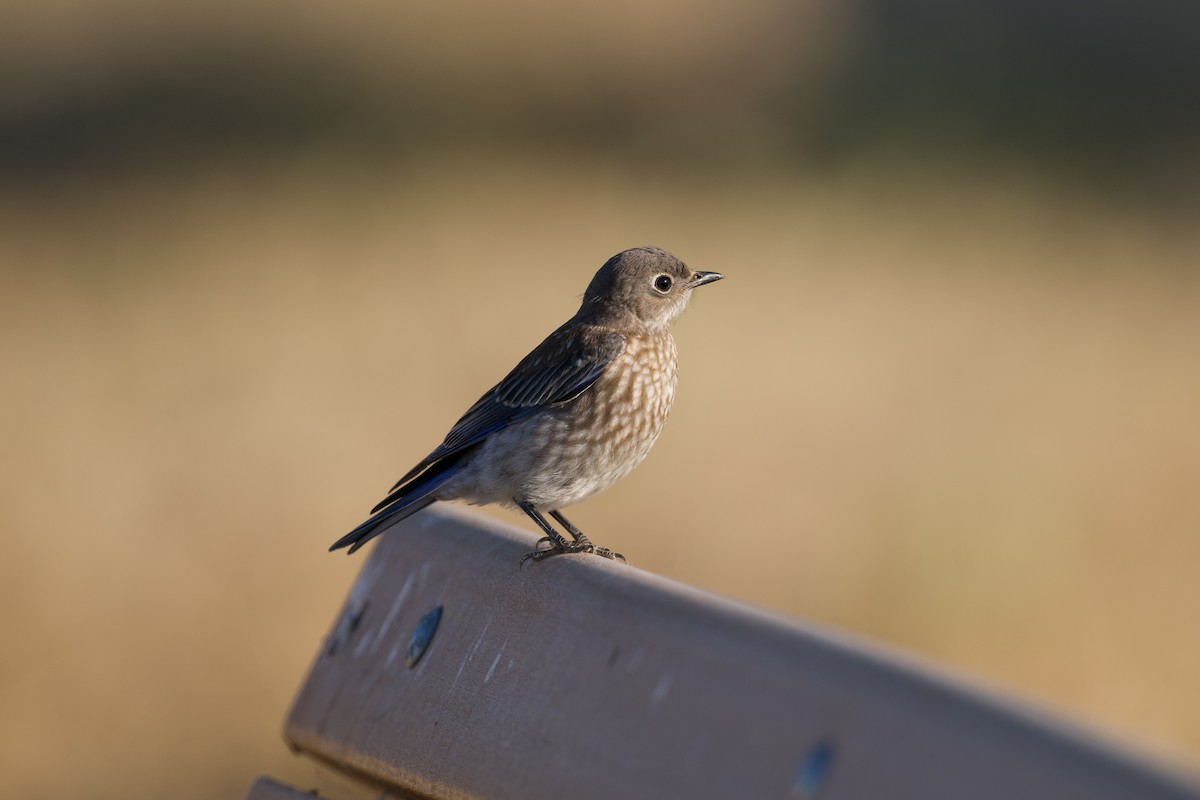 Western Bluebird - ML638572646