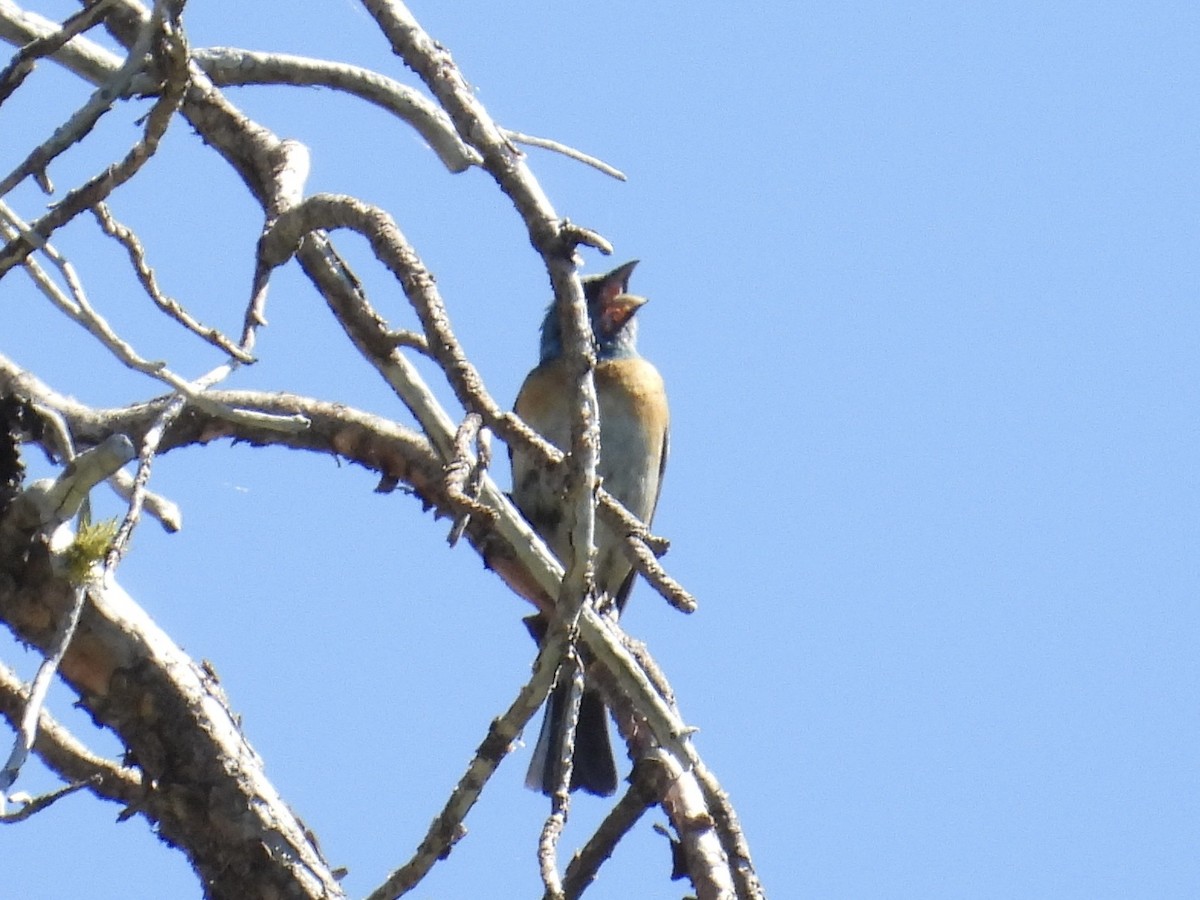 Lazuli Bunting - ML638572649