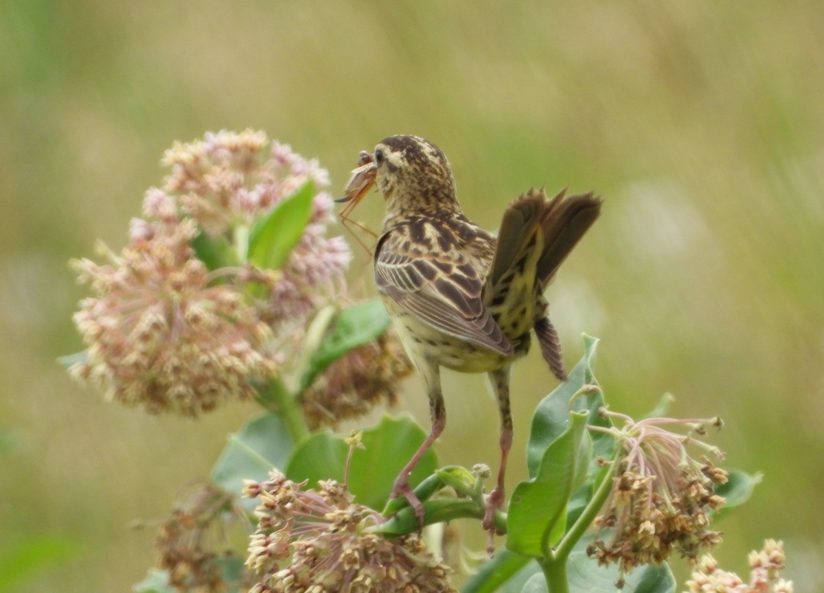 Bobolink - ML638572652