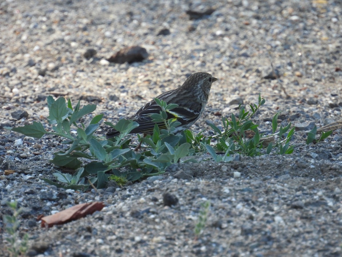 Pine Siskin - ML638572656