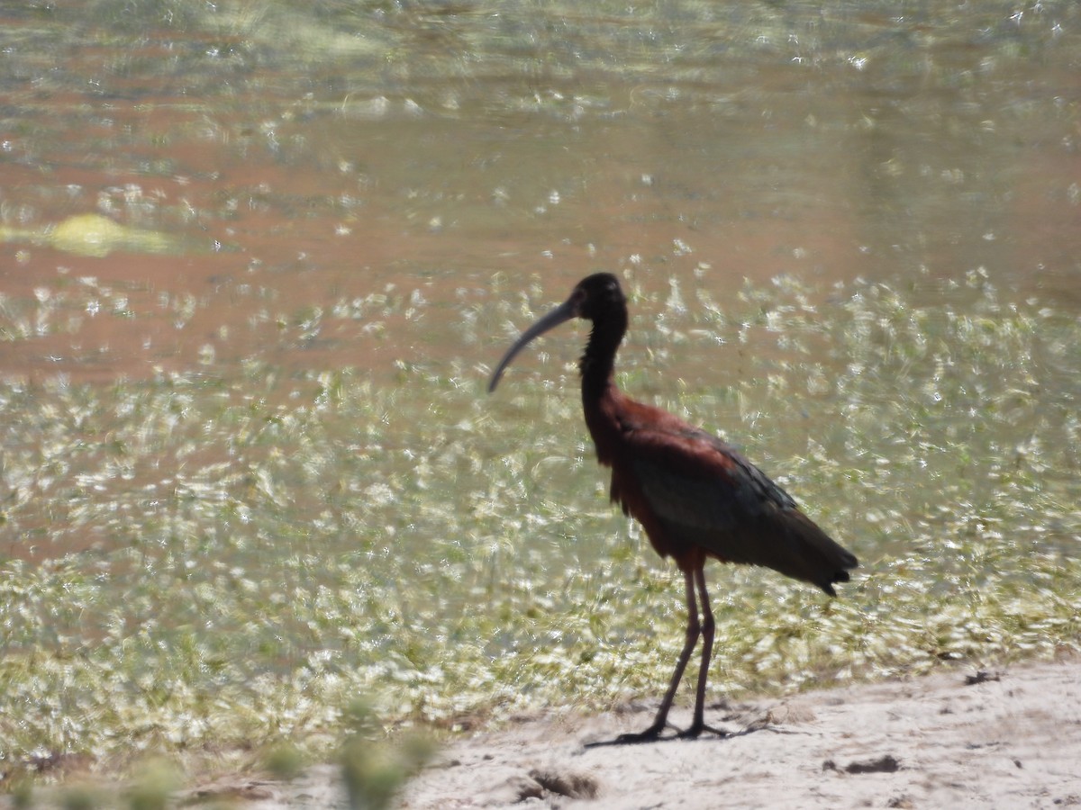 White-faced Ibis - ML638572662