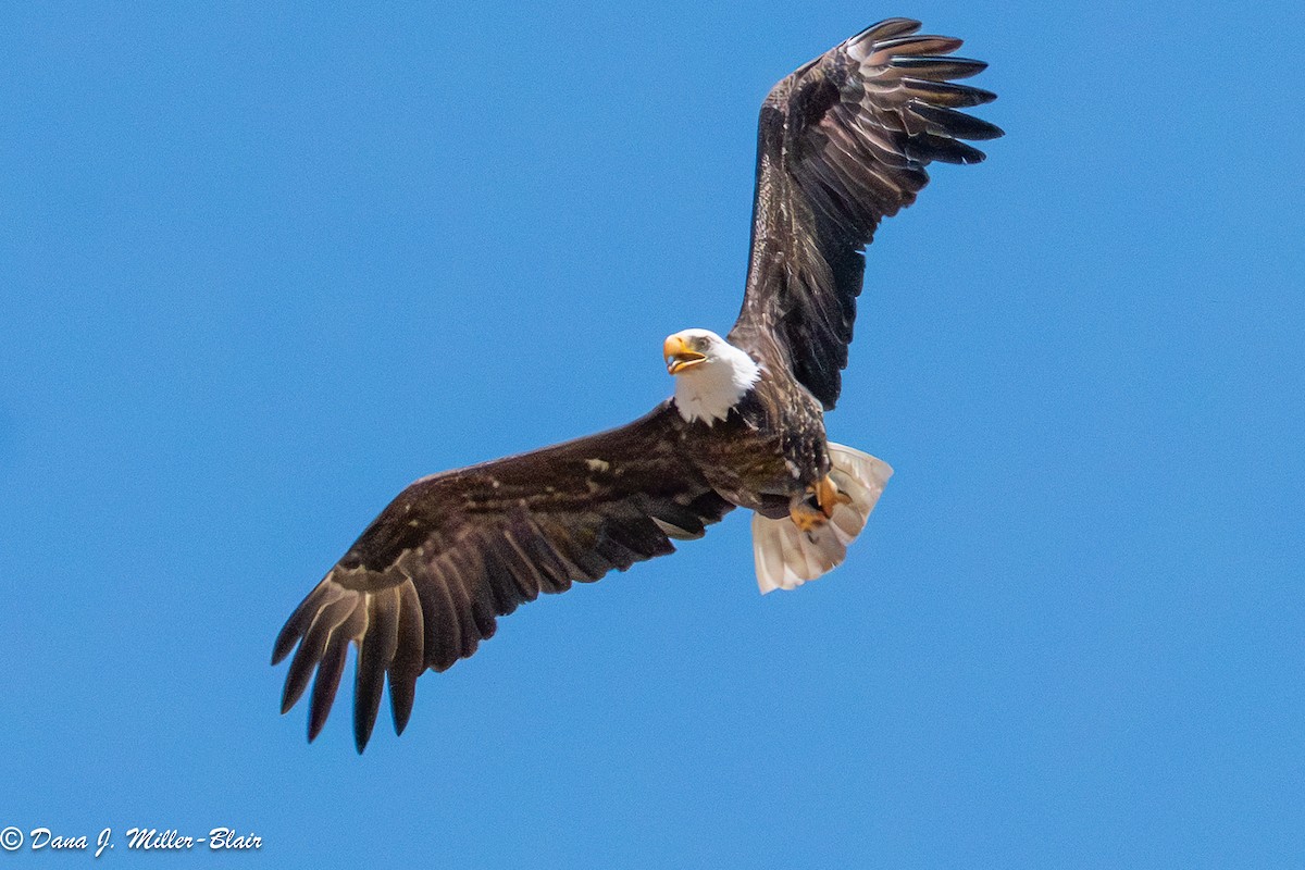 Bald Eagle - ML638572666