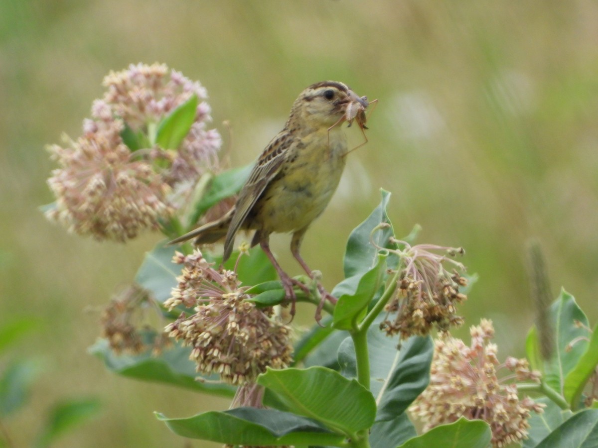 Bobolink - ML638572669