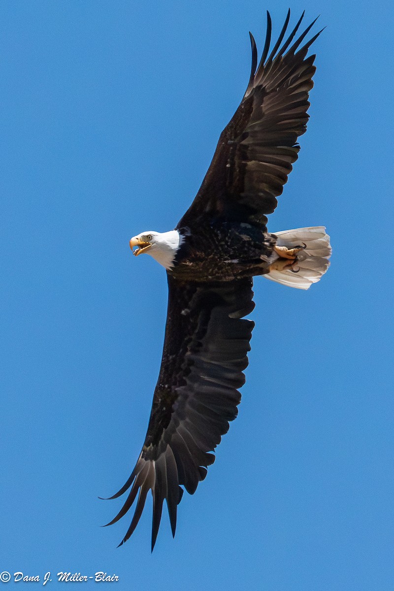 Bald Eagle - ML638572671