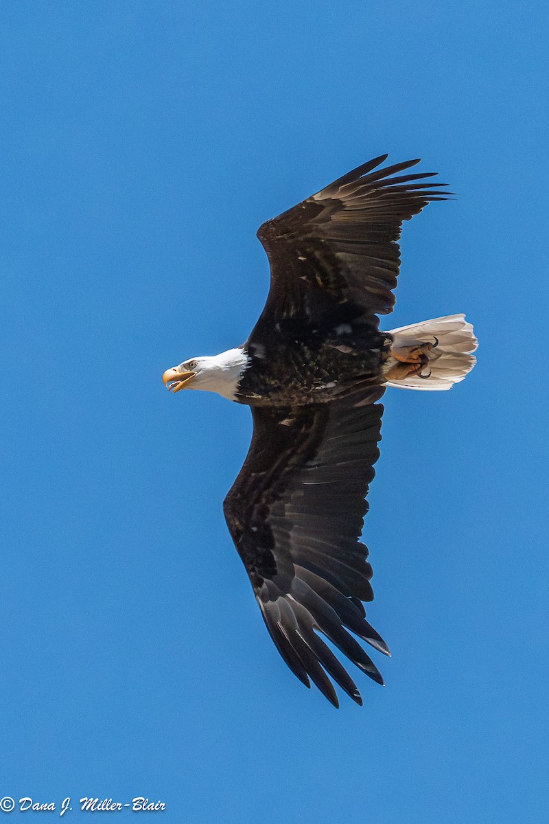 Bald Eagle - ML638572672