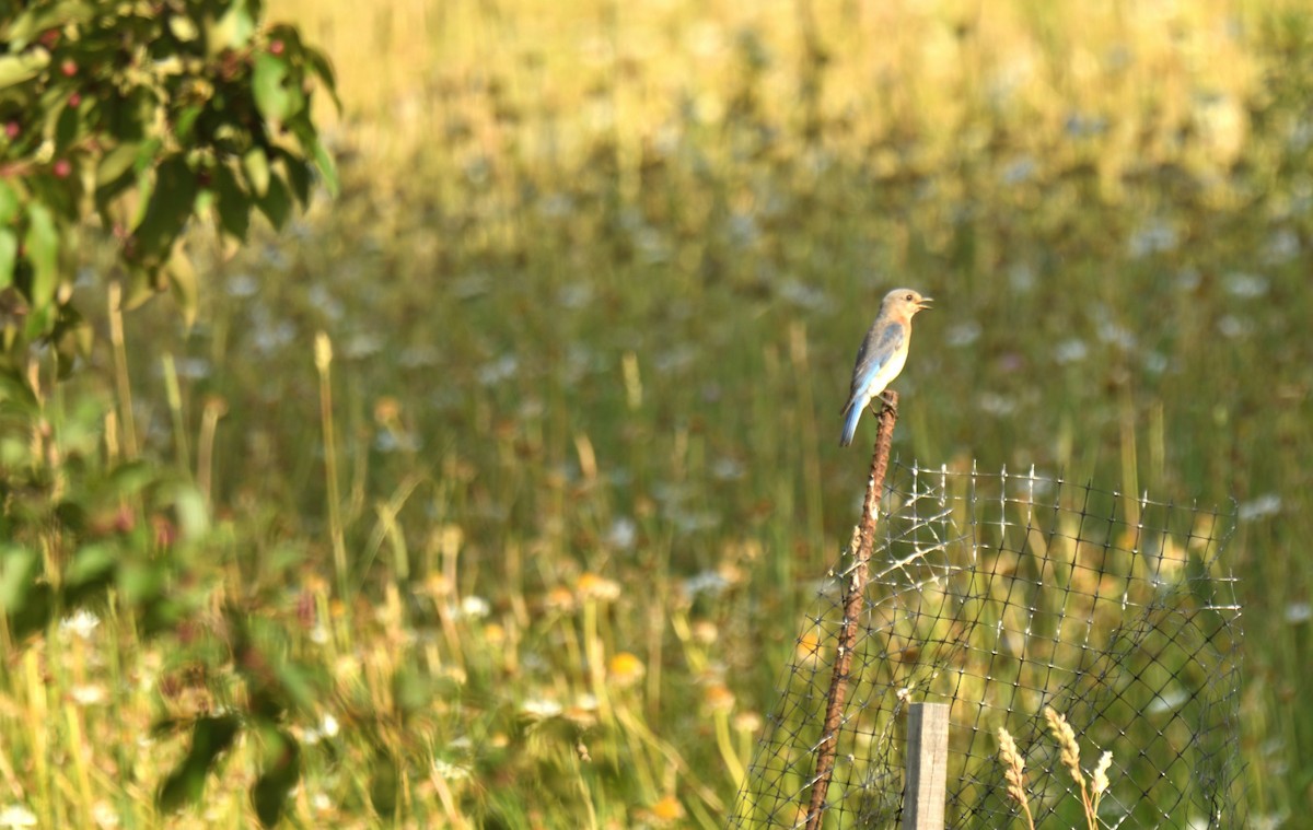 Eastern Bluebird - ML638572673