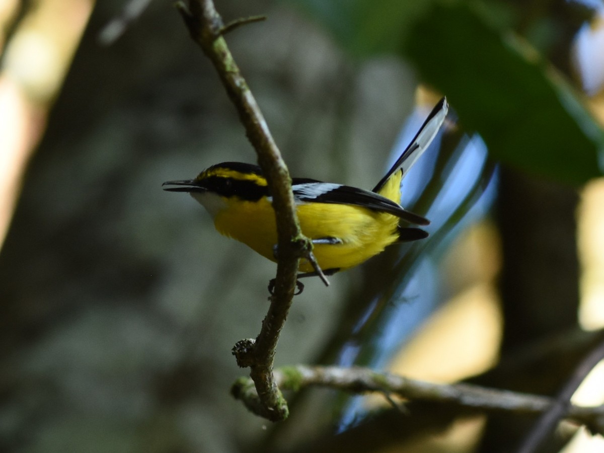 Yellow-breasted Boatbill - ML638572677
