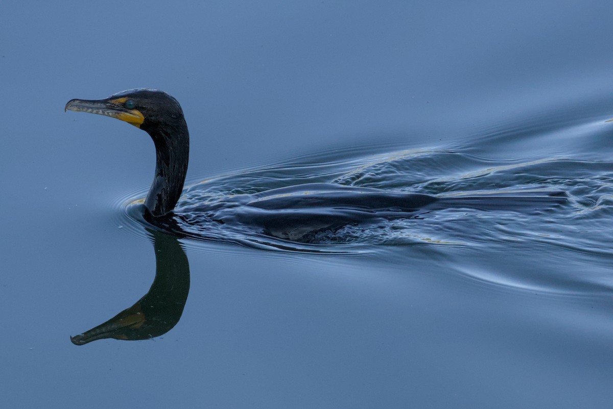 Double-crested Cormorant - ML638572680