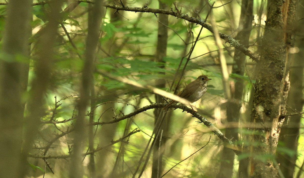 Hermit Thrush - ML638572685