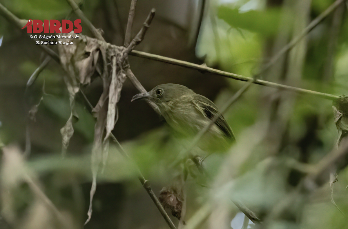 Southern Bentbill - ML638572692