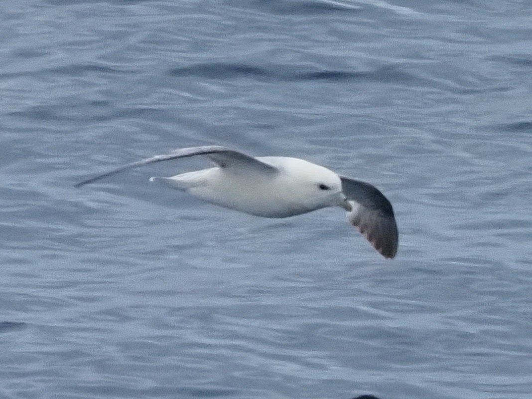 暴風鸌 - ML638572704