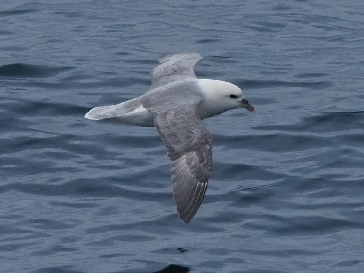 暴風鸌 - ML638572707