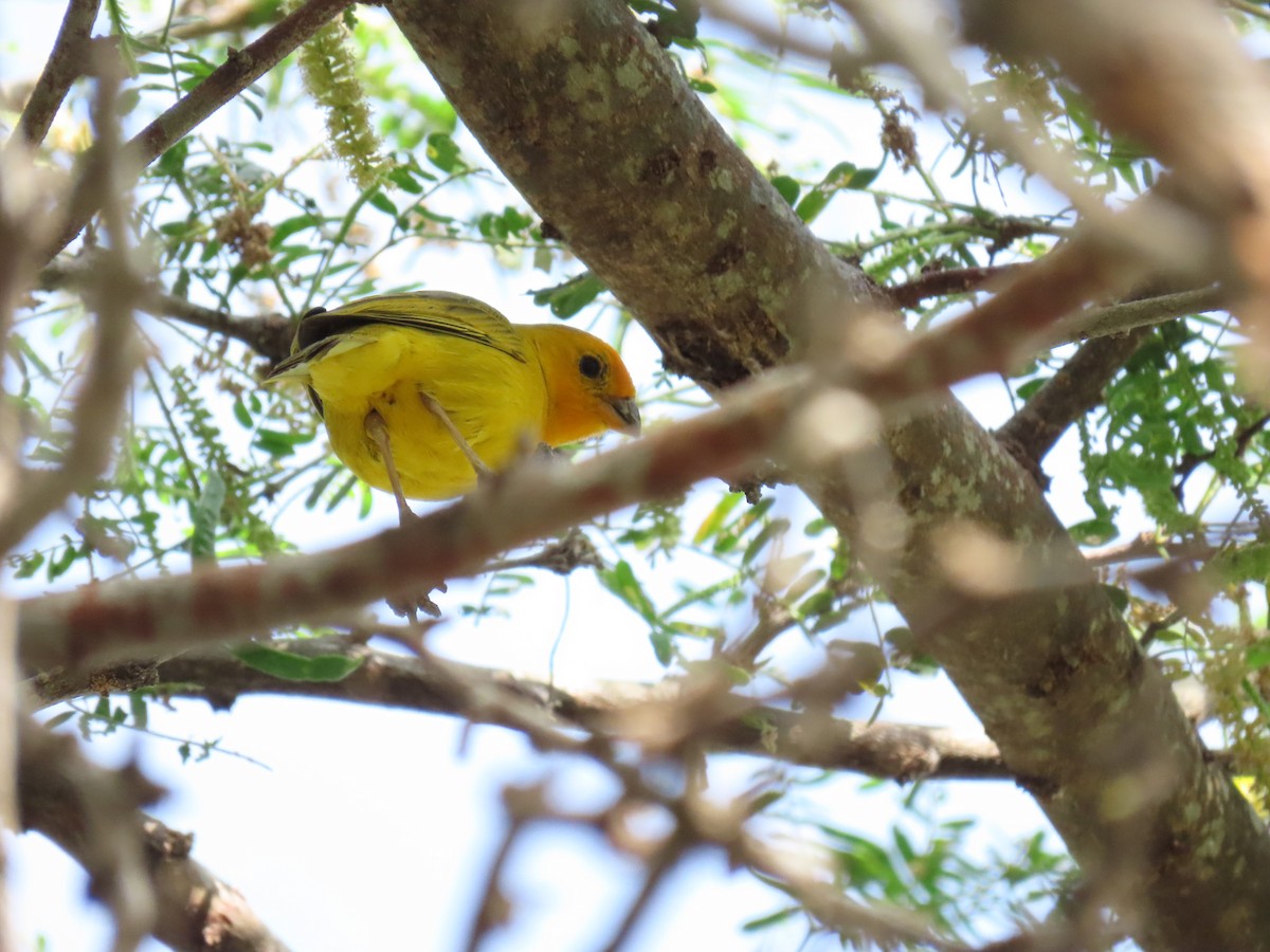 Saffron Finch - ML638572714