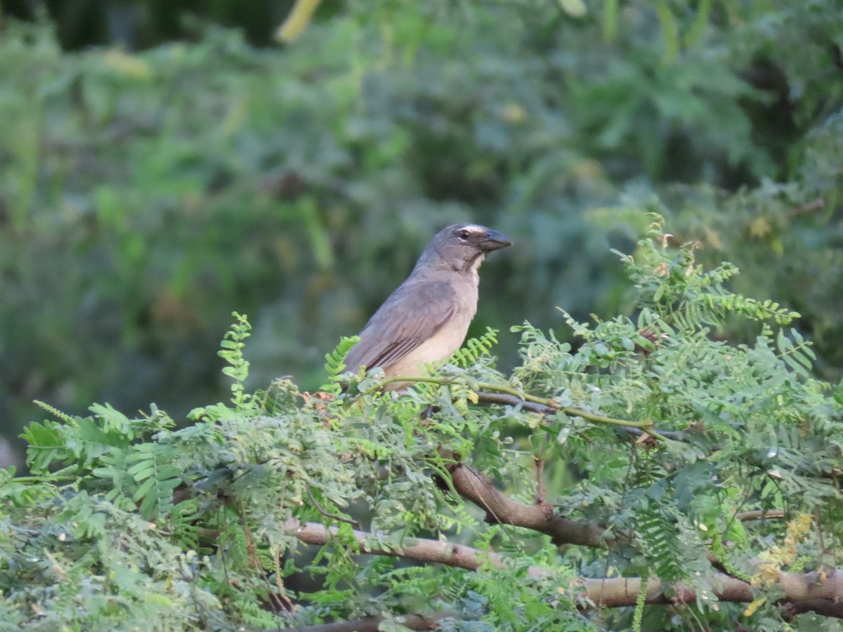 Olive-gray Saltator - ML638572725