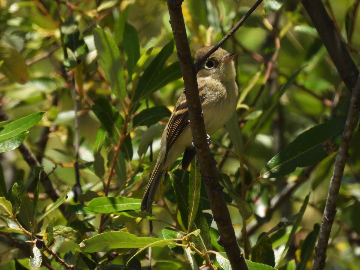 Western Flycatcher - ML638572739