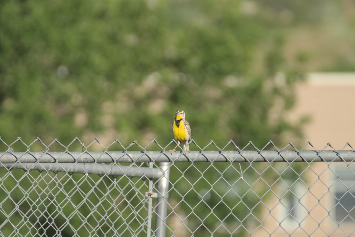 Western Meadowlark - ML638572741