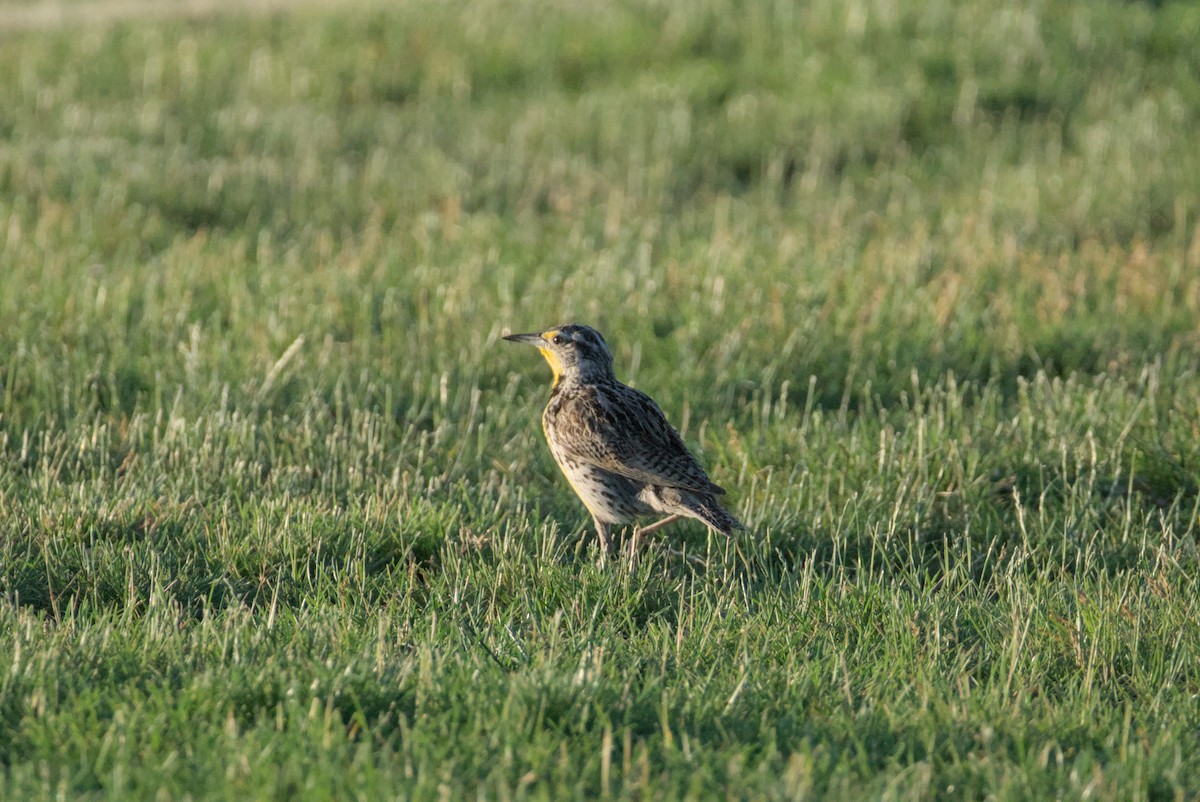 Western Meadowlark - ML638572742