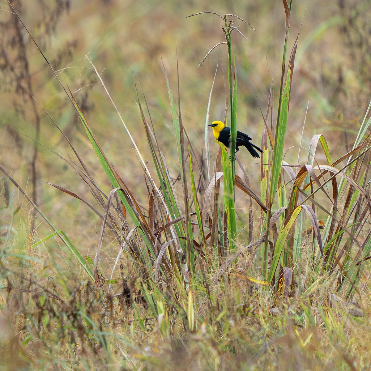 Yellow-hooded Blackbird - ML638572760