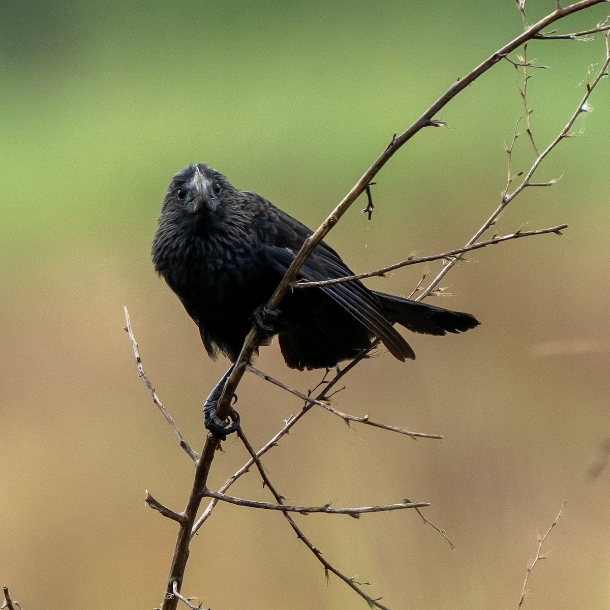 Smooth-billed Ani - ML638572764