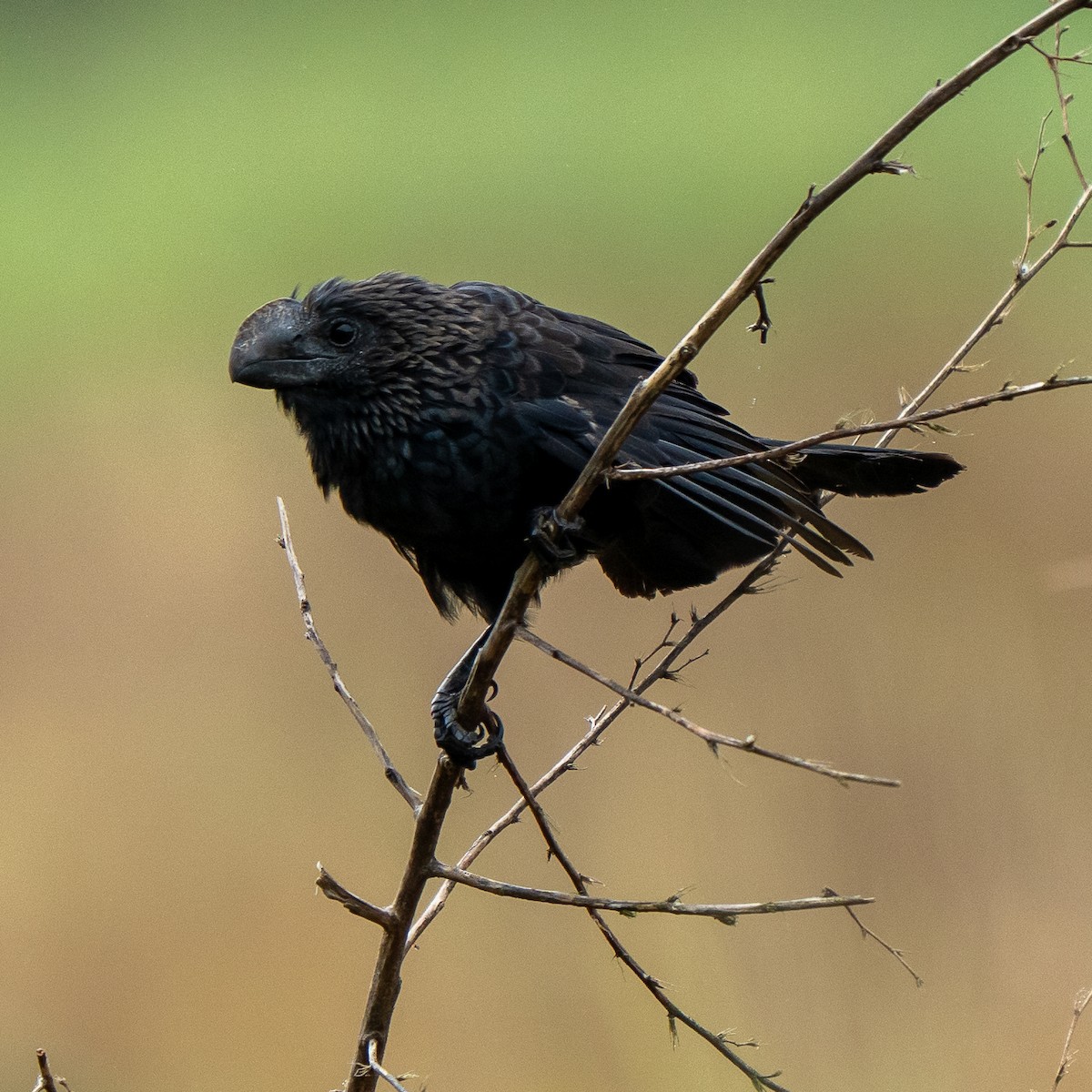 Smooth-billed Ani - ML638572765