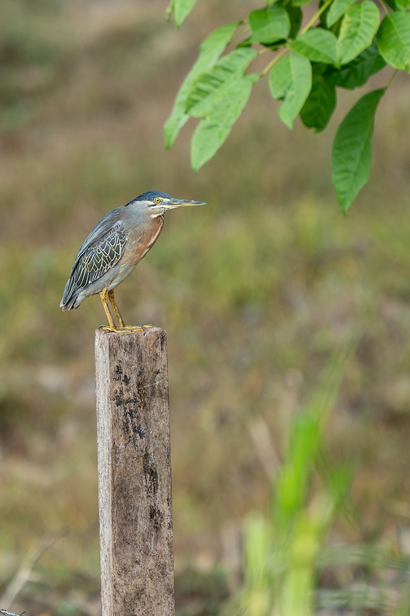 Striated Heron - ML638572797