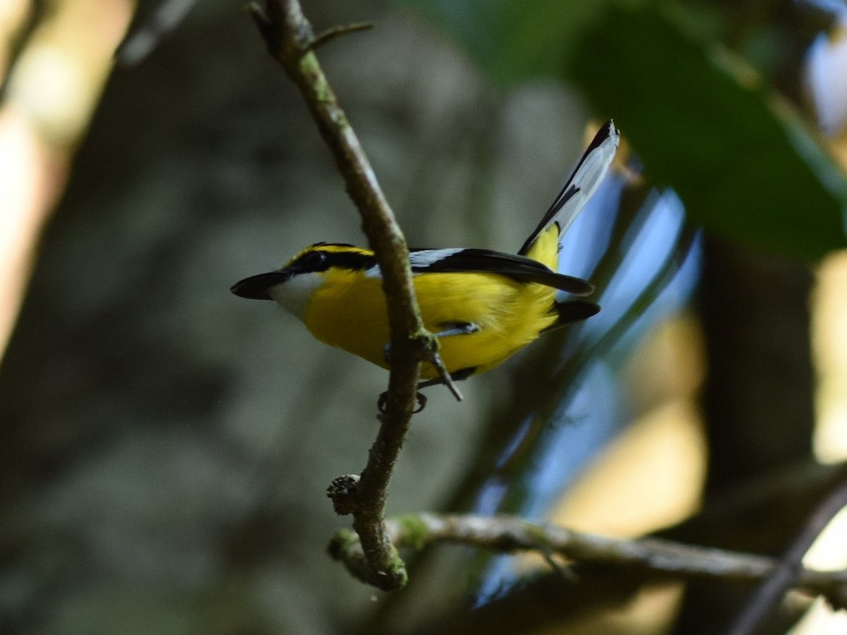 Yellow-breasted Boatbill - ML638572811