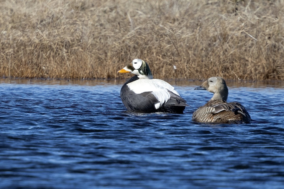 Spectacled Eider - ML638572817