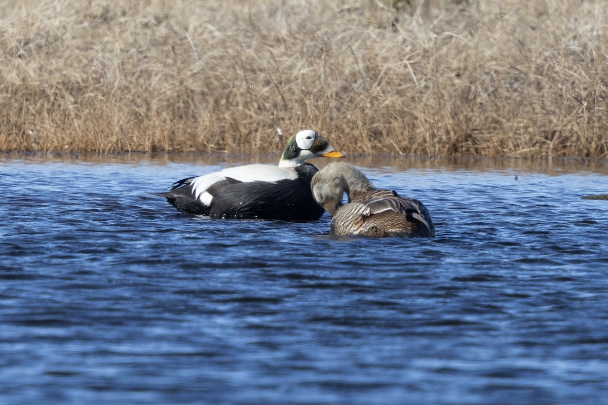 Spectacled Eider - ML638572819