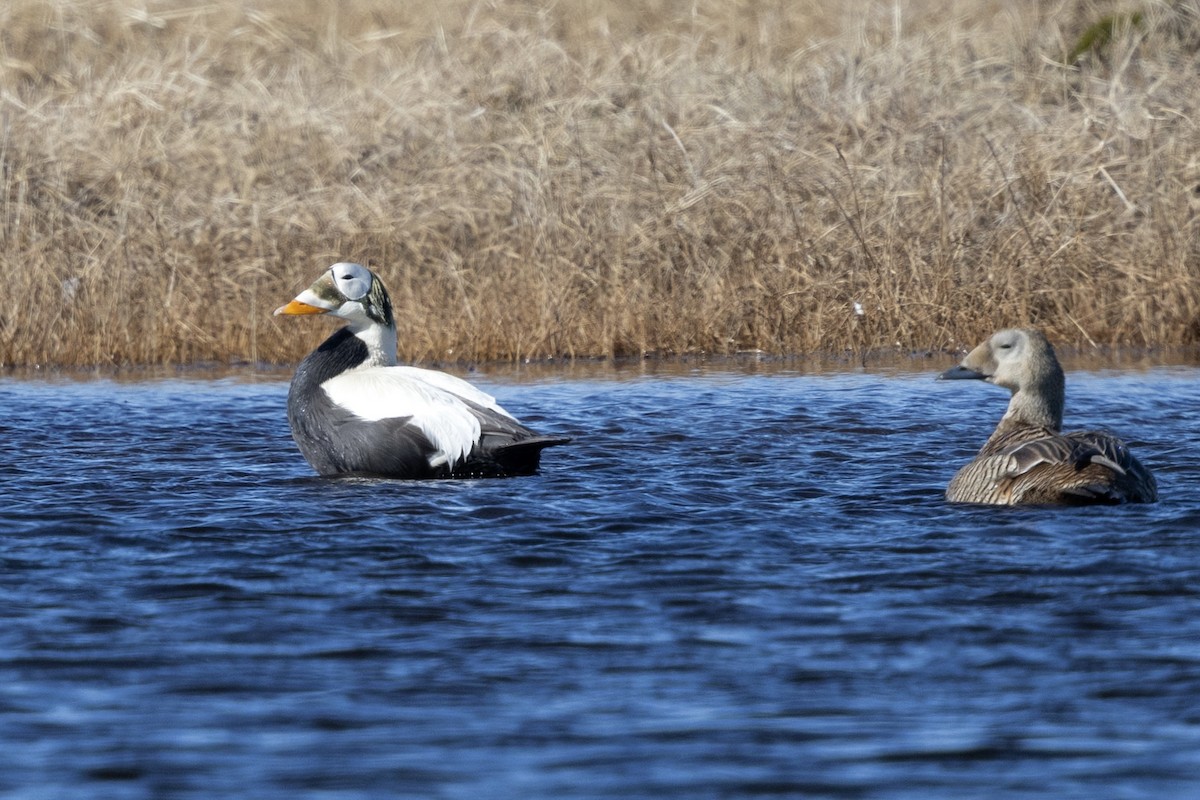 Spectacled Eider - ML638572820