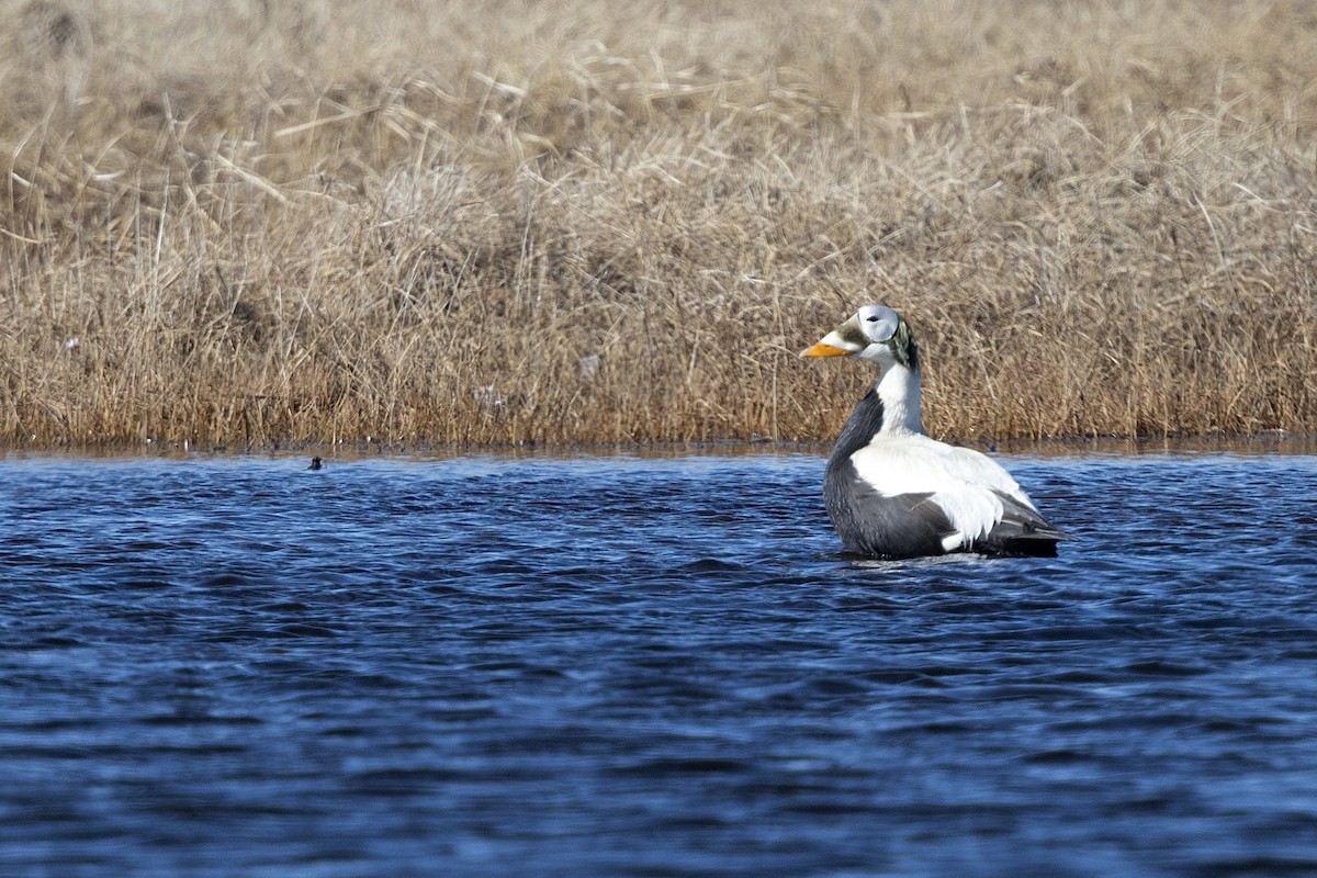 Spectacled Eider - ML638572821