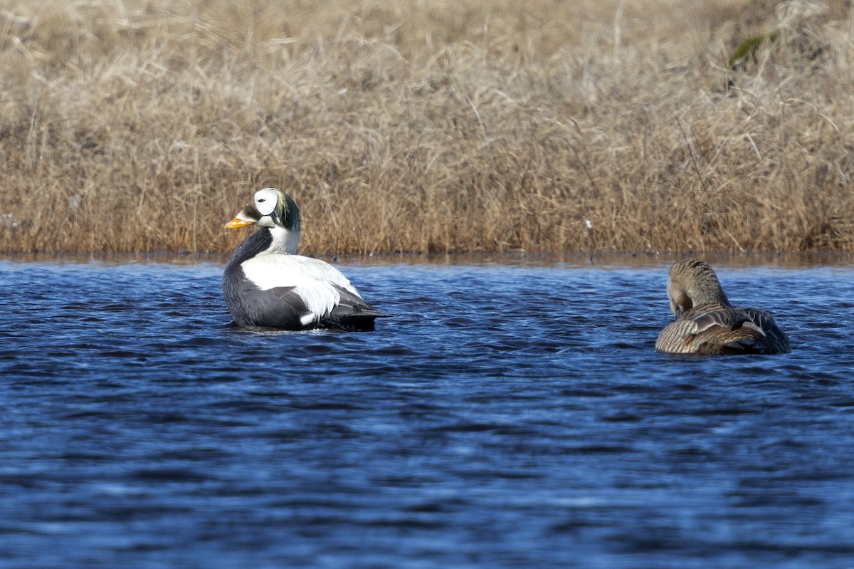 Spectacled Eider - ML638572822