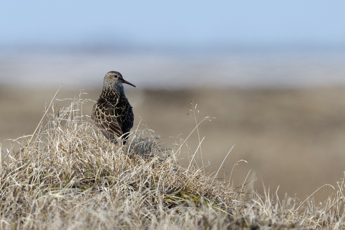Pectoral Sandpiper - ML638572828