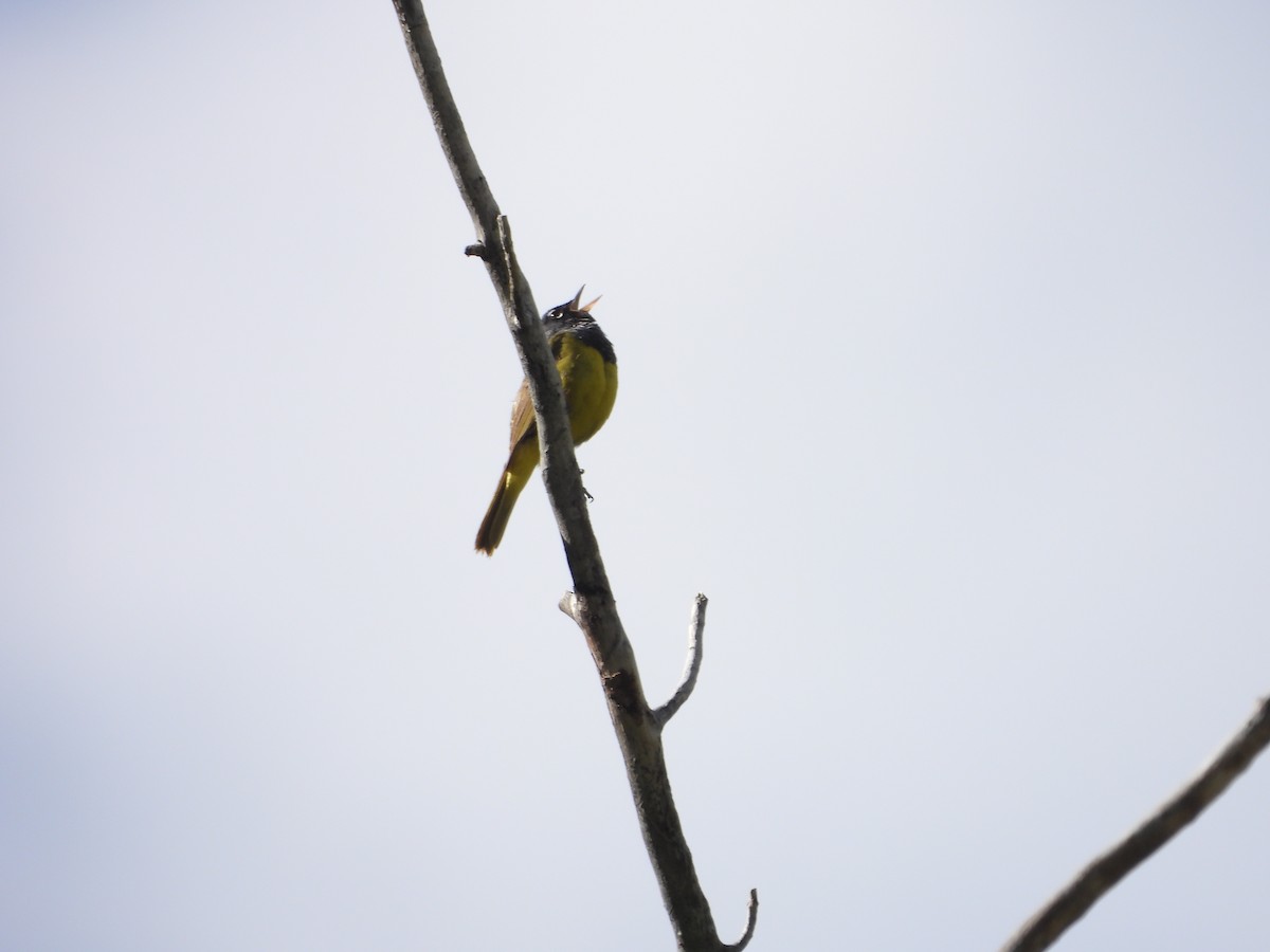 MacGillivray's Warbler - ML638572905