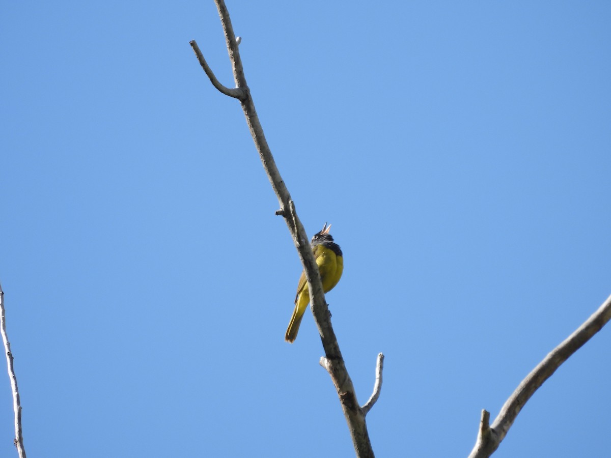 MacGillivray's Warbler - ML638572907