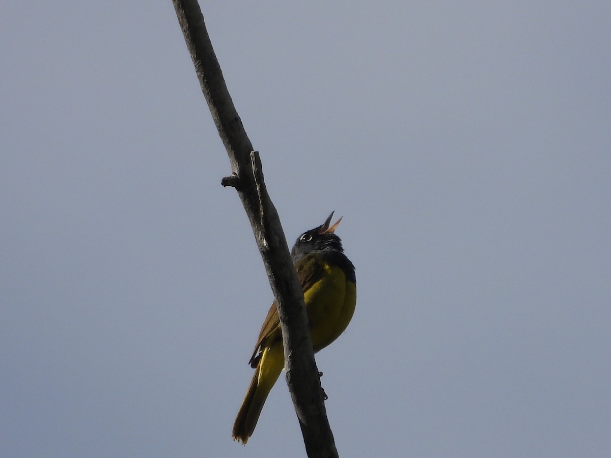 MacGillivray's Warbler - ML638572908