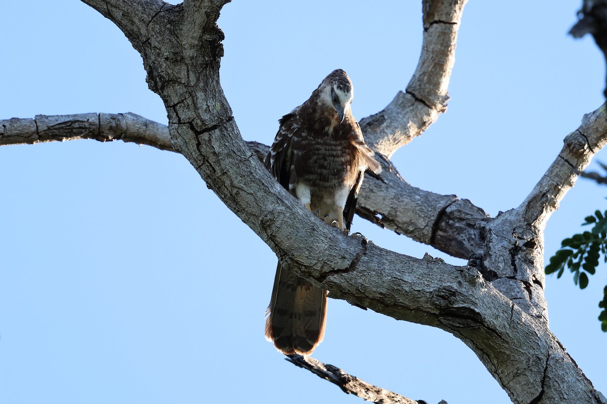 Madagascar Harrier-Hawk - ML638572918