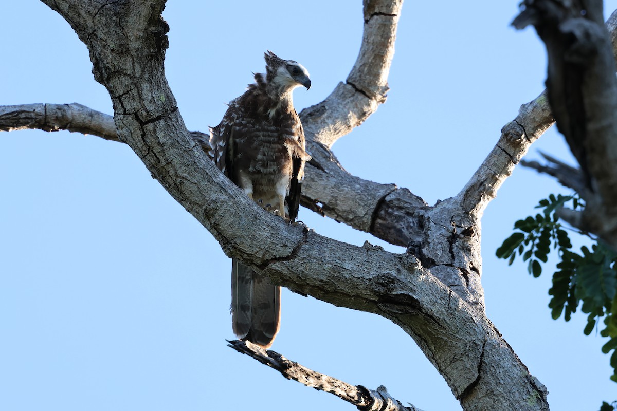 Madagascar Harrier-Hawk - ML638572932